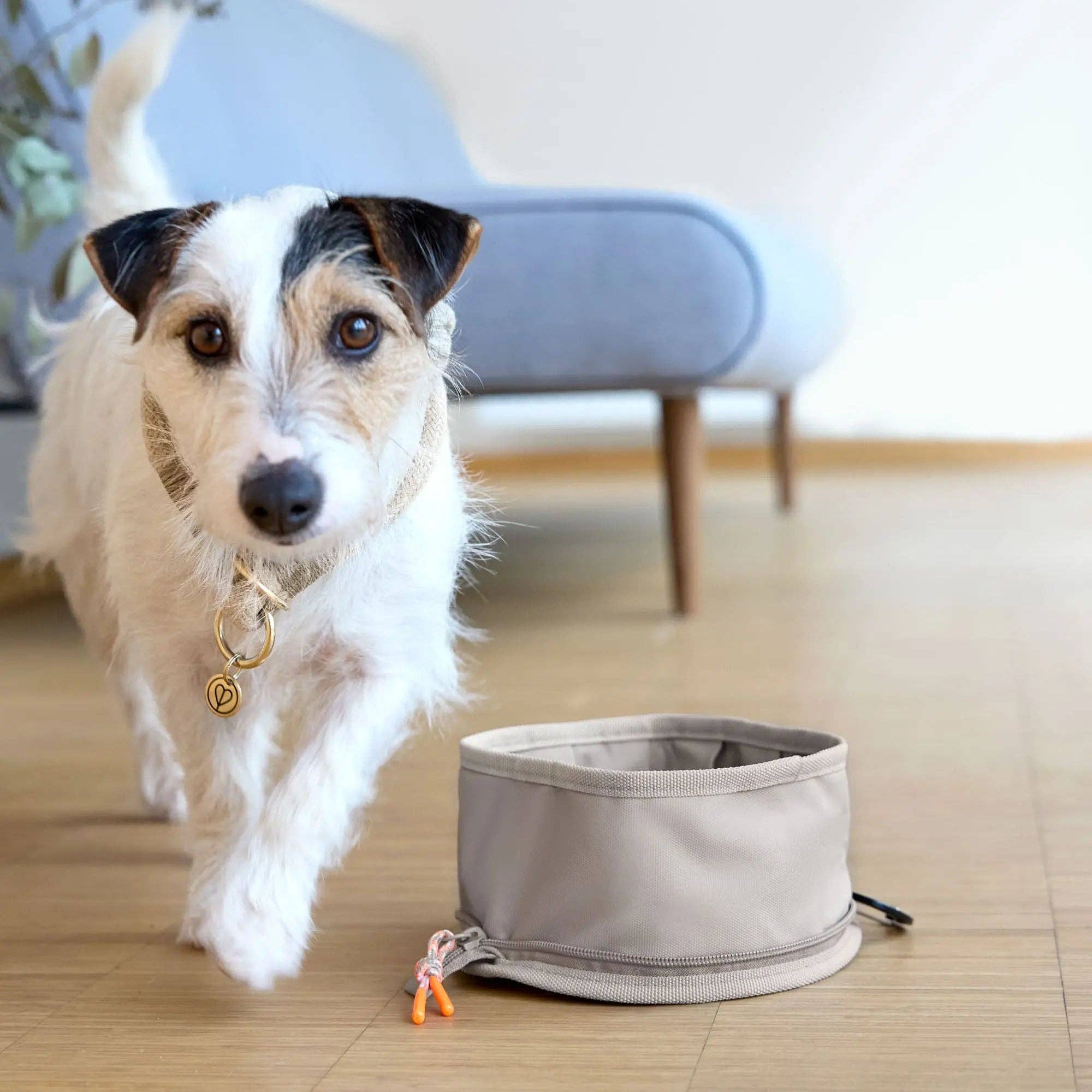 Dog walking towards a gray pet bowl on a wooden floor.