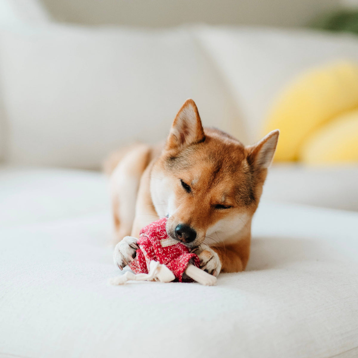 Lollipop shaped enrichment dog toy by Lambwolf Collective for nosework play
