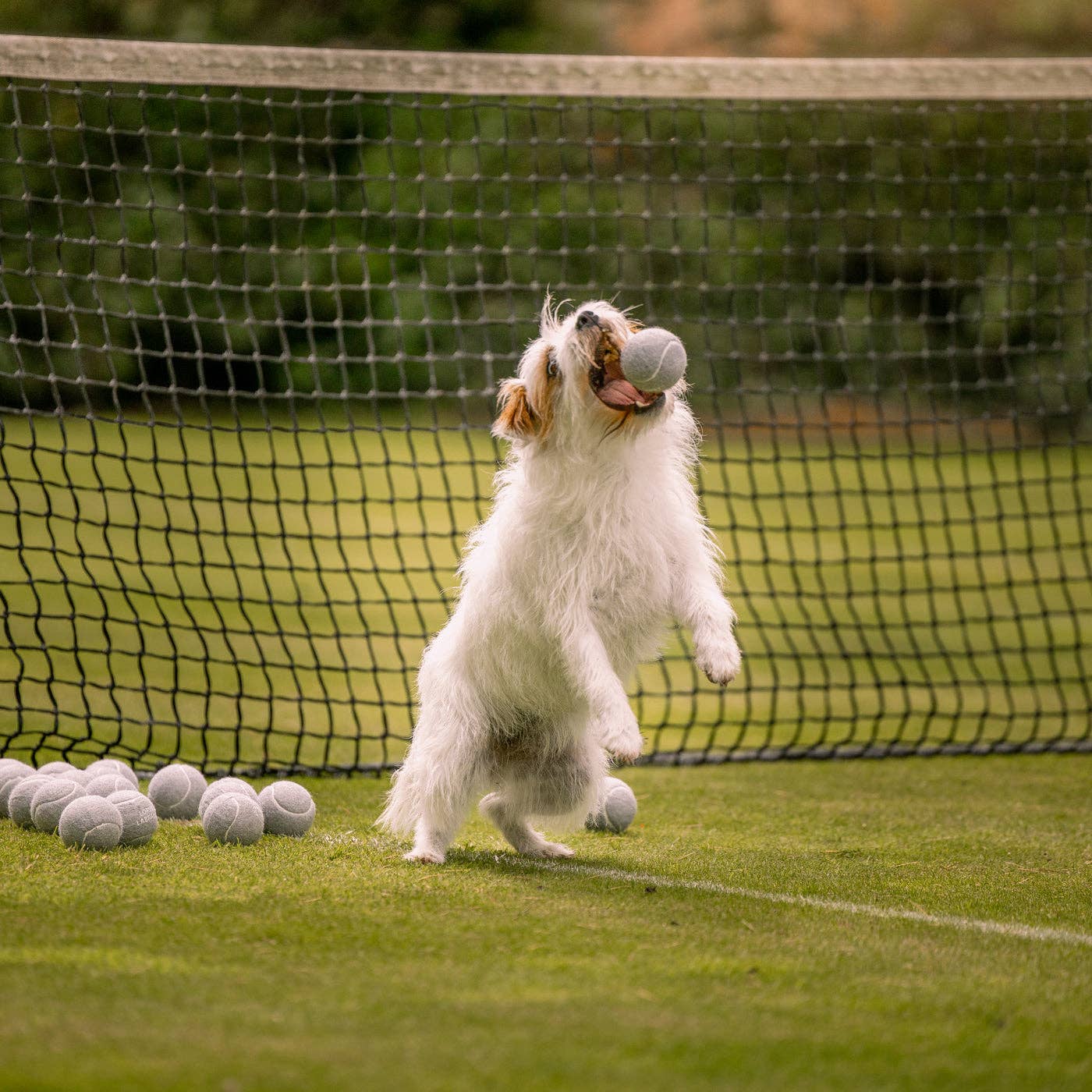 Dog playing with tennis balls on a grass court