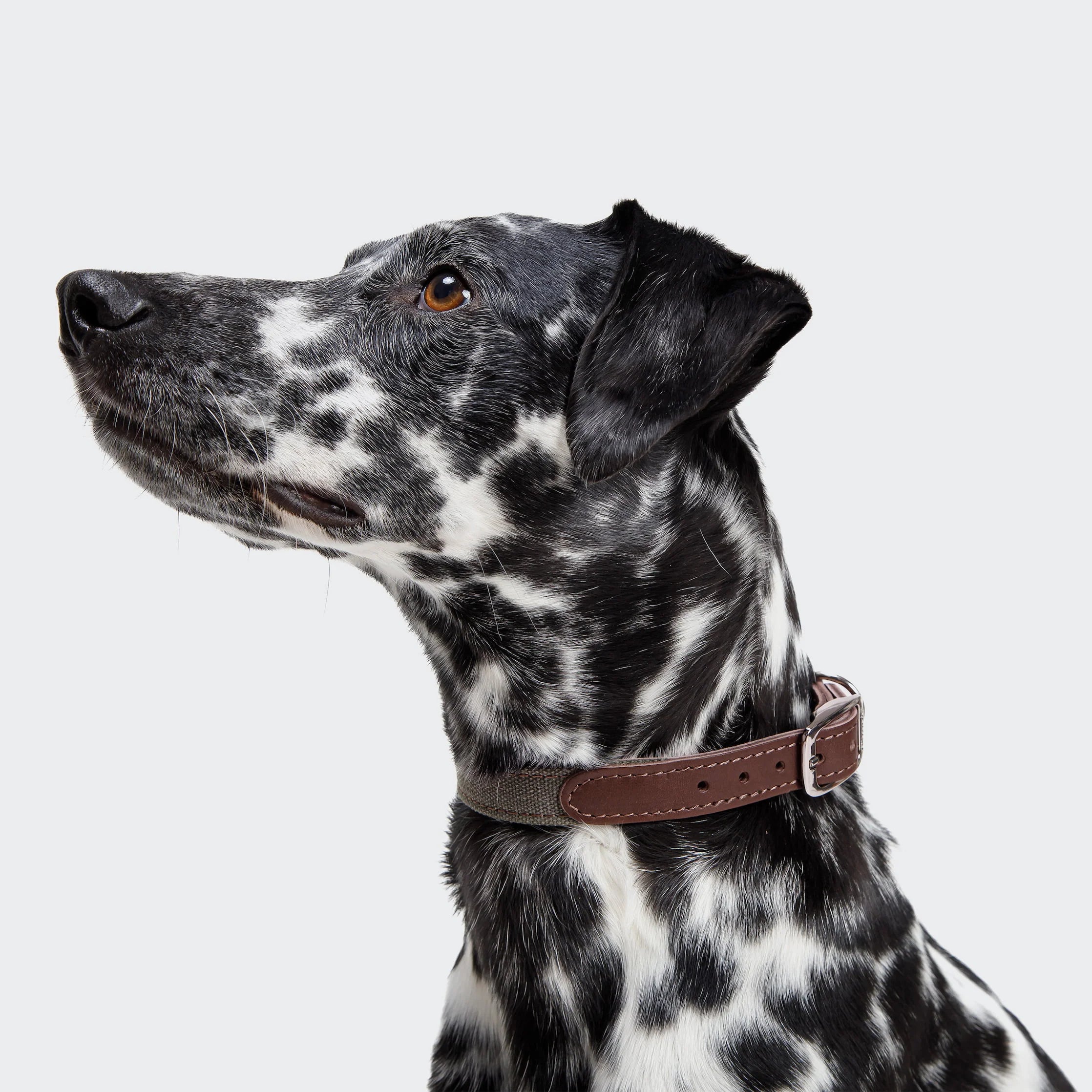 Close-up of handcrafted canvas dog collar with reinforced stitching and leather detailing.