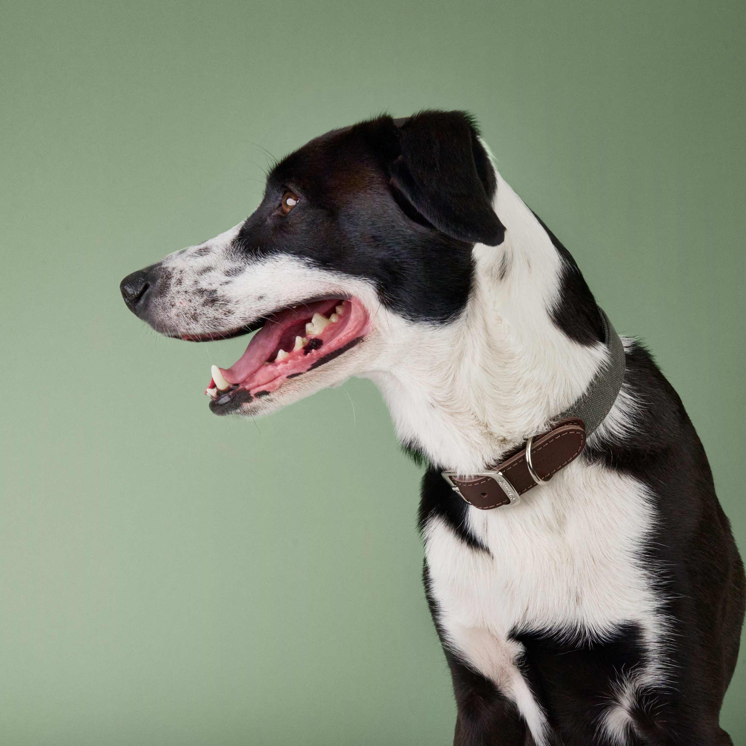 Close-up of handcrafted canvas dog collar