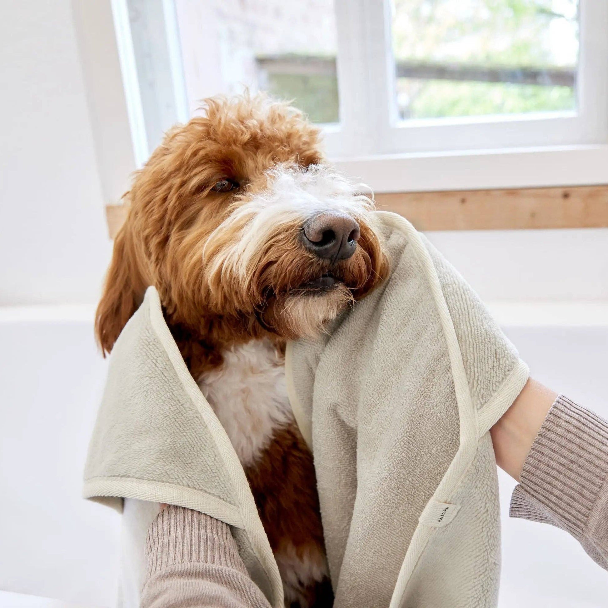 Premium dog drying towel designed to absorb moisture quickly and keep dogs warm and comfortable.
