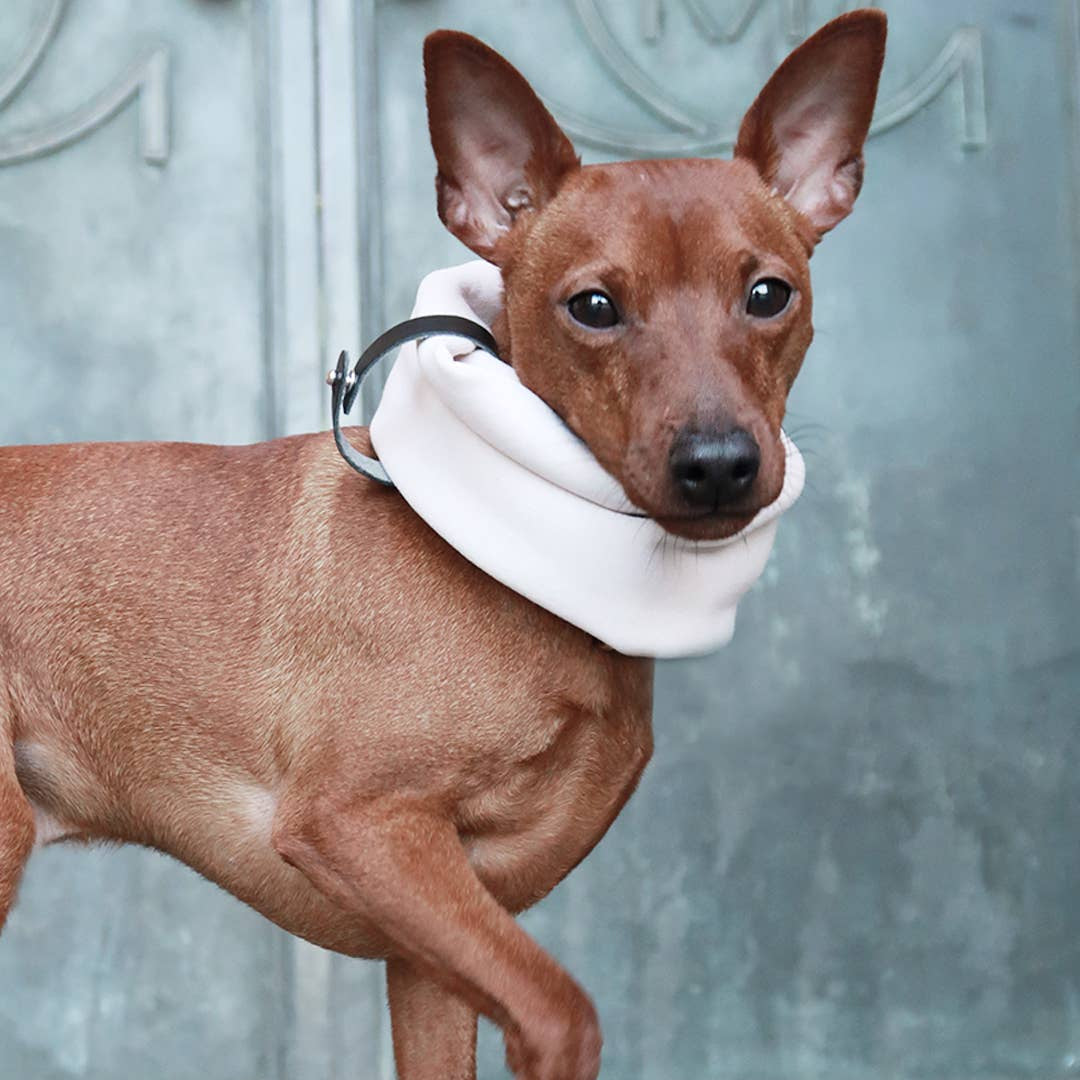 Contemporary Labbvenn dog clothing in neutral White Sand.