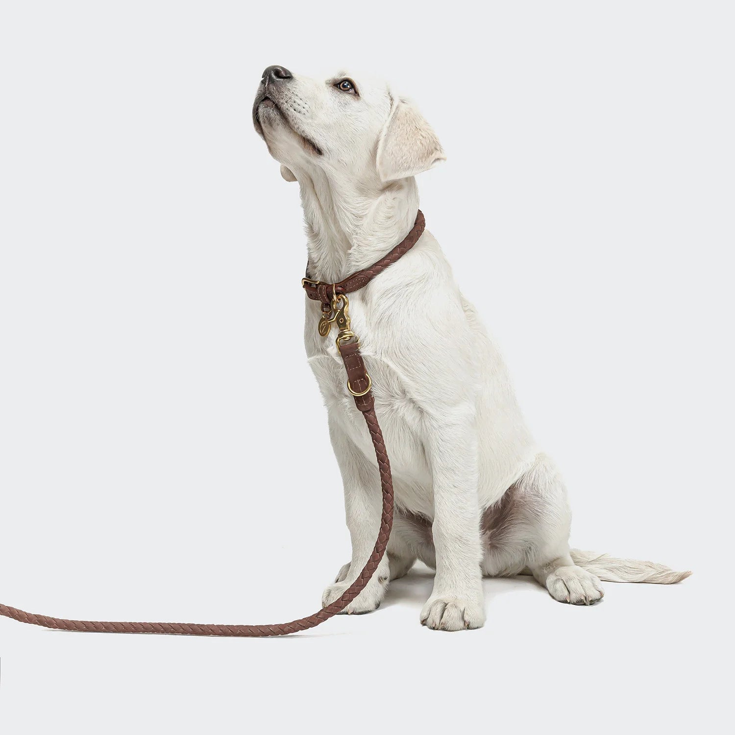 Cloud7 Ravello Hazel dog lead featuring braided nubuck leather and adjustable length design.