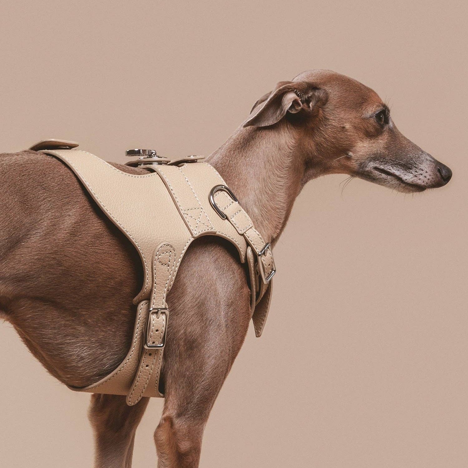 Premium grain leather dog harness with stainless steel hardware