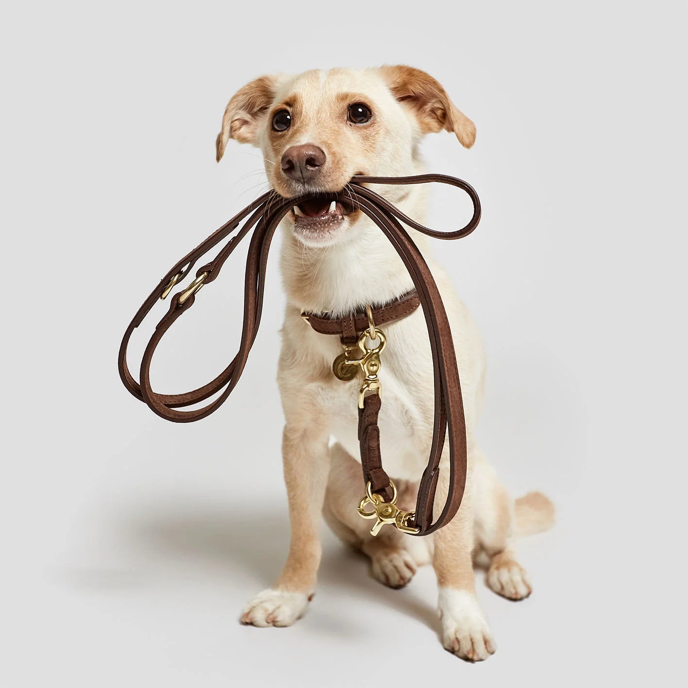 Premium mocca brown dog collar made from soft nubuck leather with durable metal hardware.