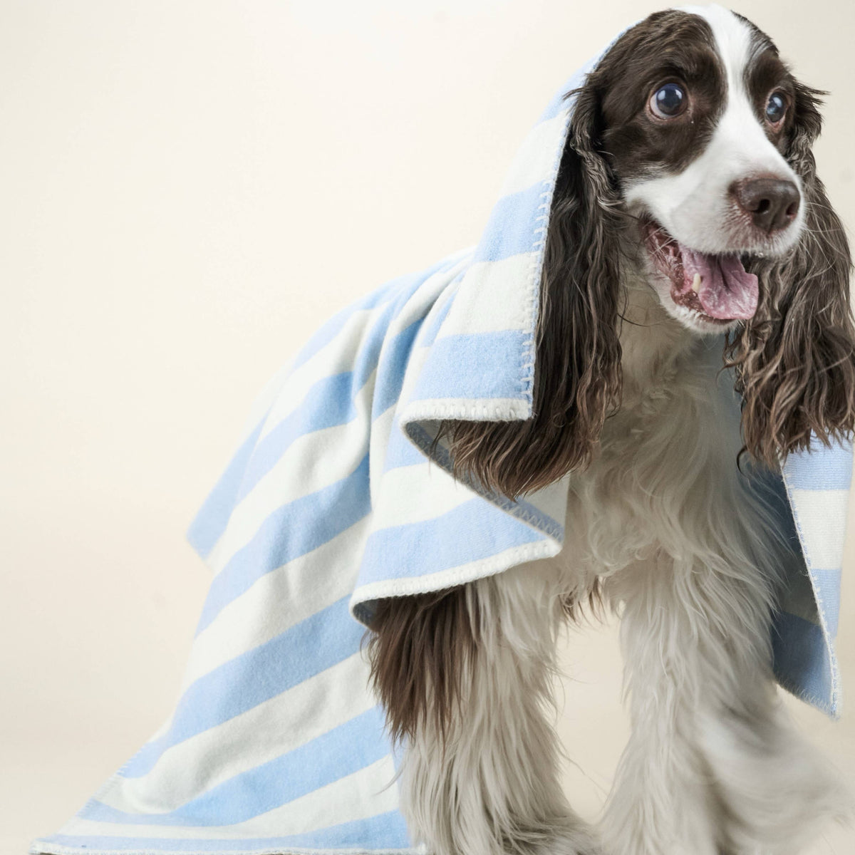 Blue and cream striped pet blanket for dog beds, sofas and contemporary homes.