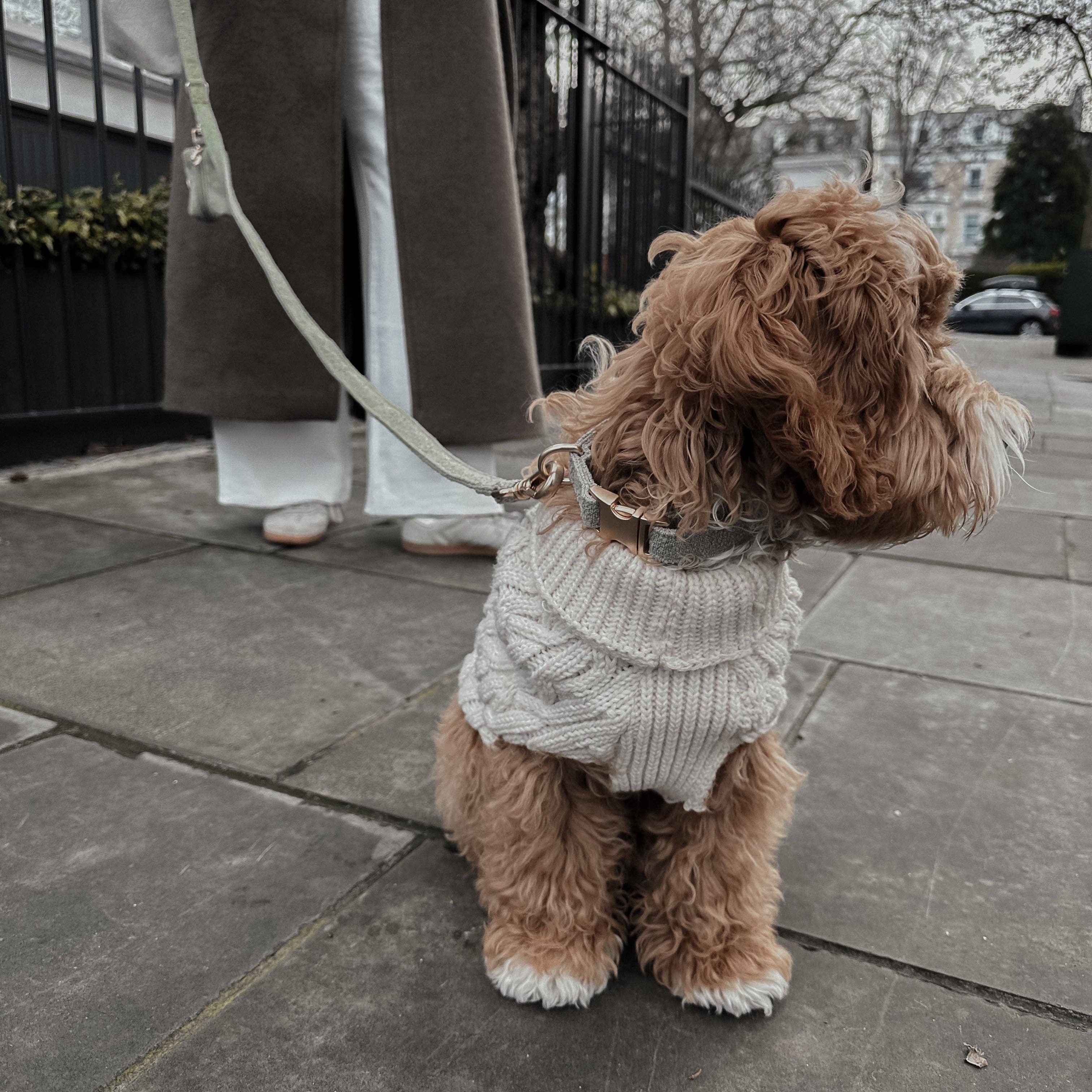 Small dog wearing a sweater standing on a sidewalk with a person in a long coat holding a leash.