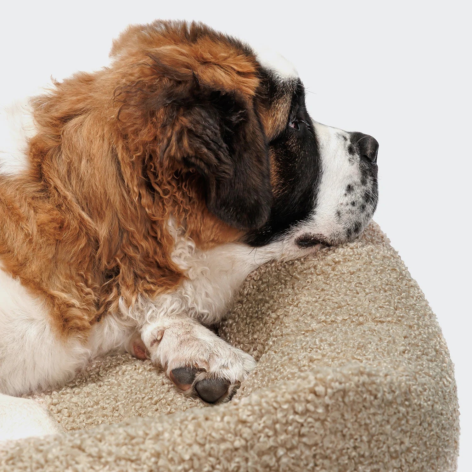 Saint Bernard dog resting on a soft surface with a plain background