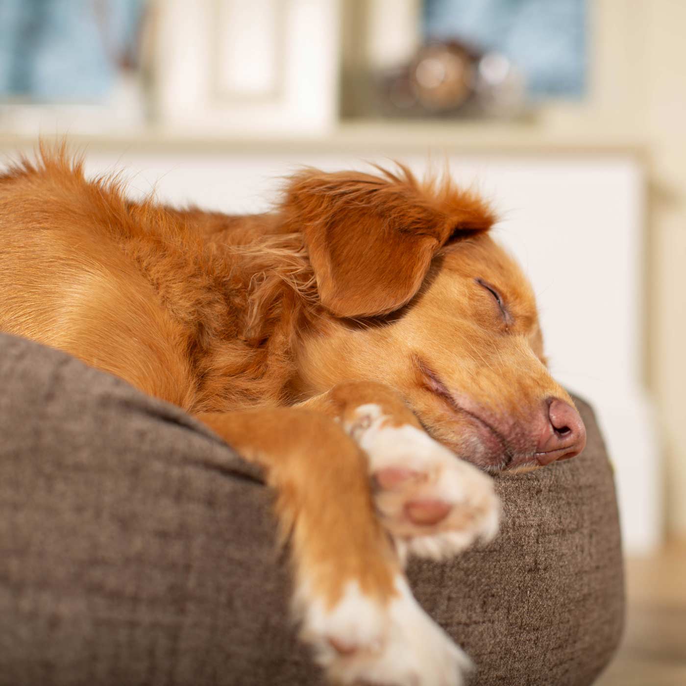 Dog sleeping on a cushion with a blurred indoor background