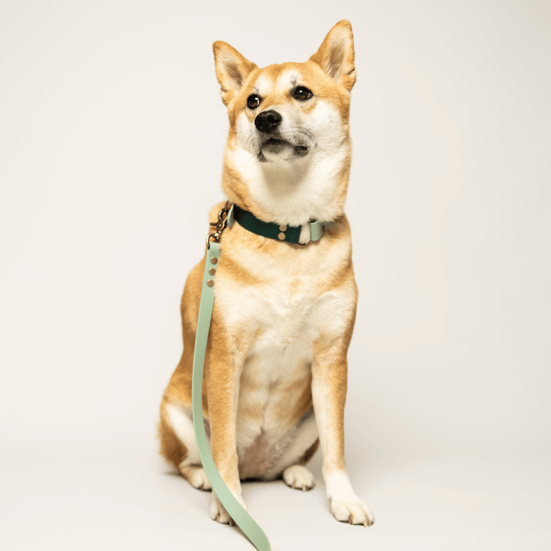 Elegant waterproof dog collar combining timeless style with everyday durability.
