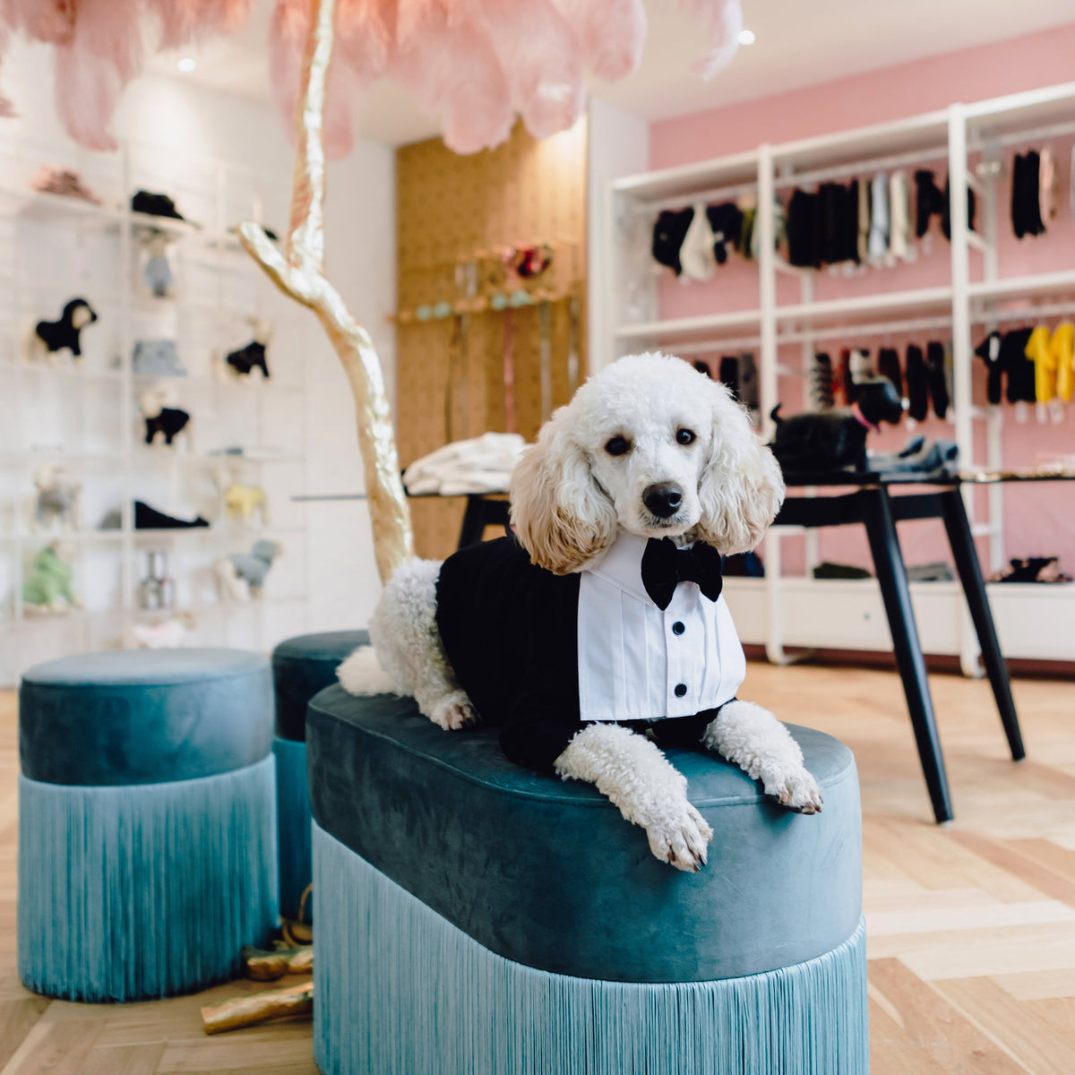 Black tailored dog suit jacket by Overglam London