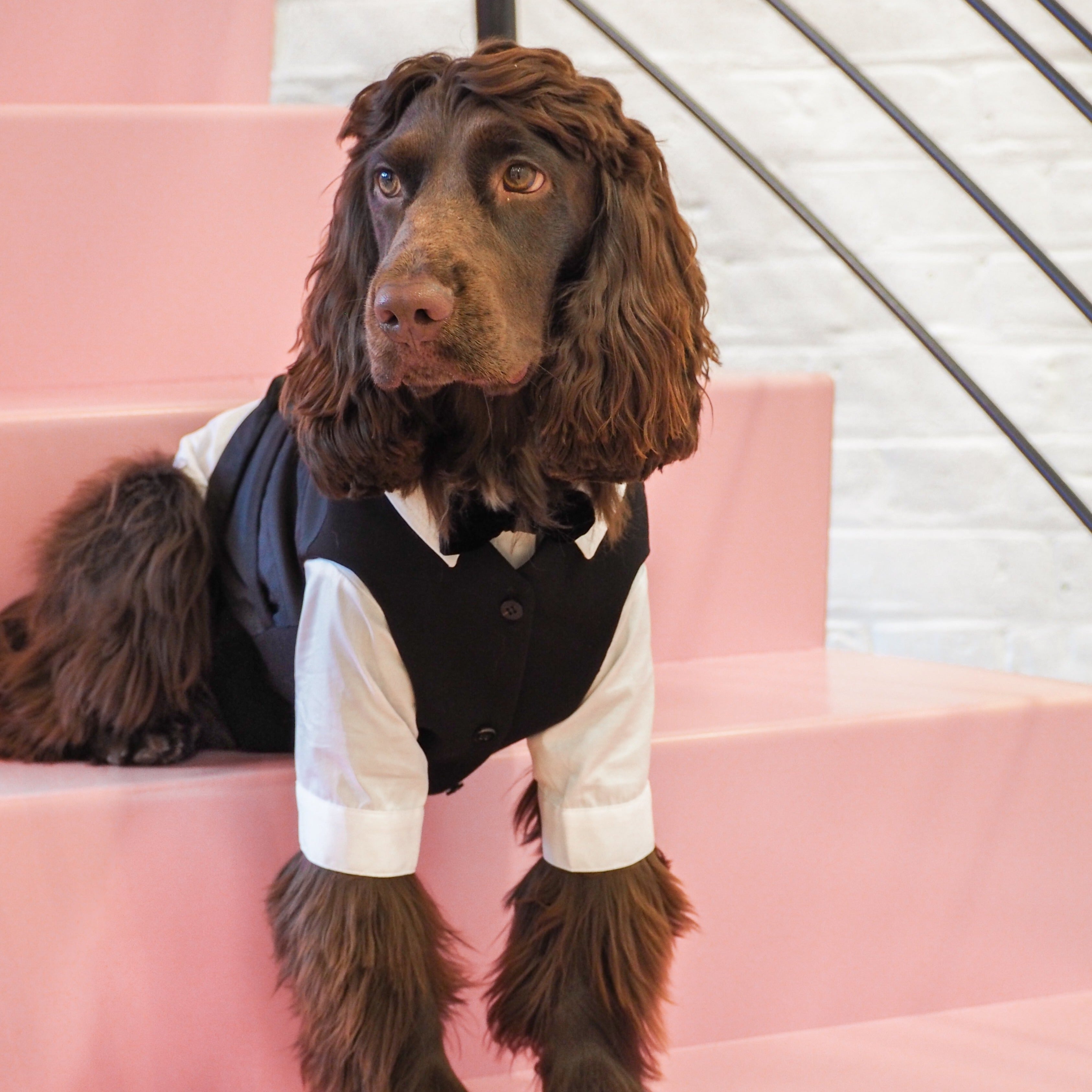 Black tailored dog waistcoat by Overglam London
