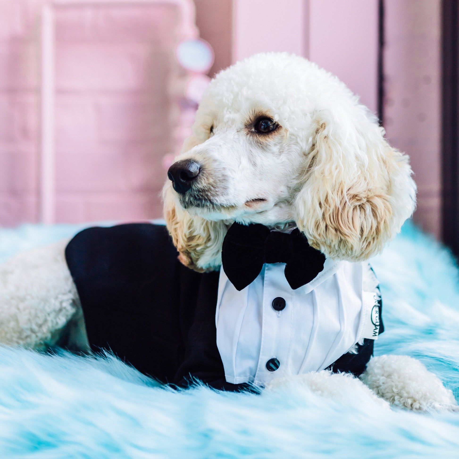 White formal dog collar with bow tie by Overglam London