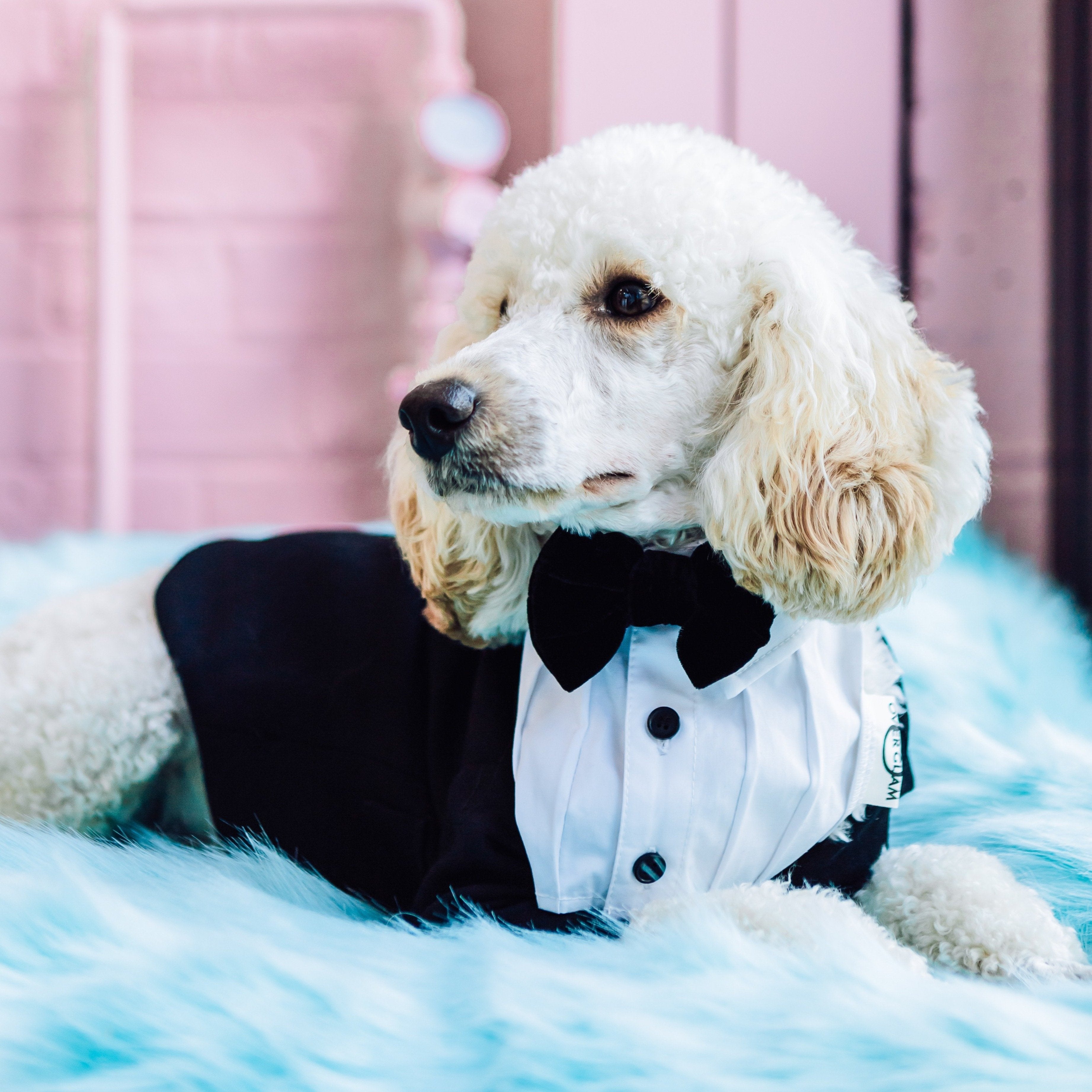 White formal dog collar with bow tie by Overglam London