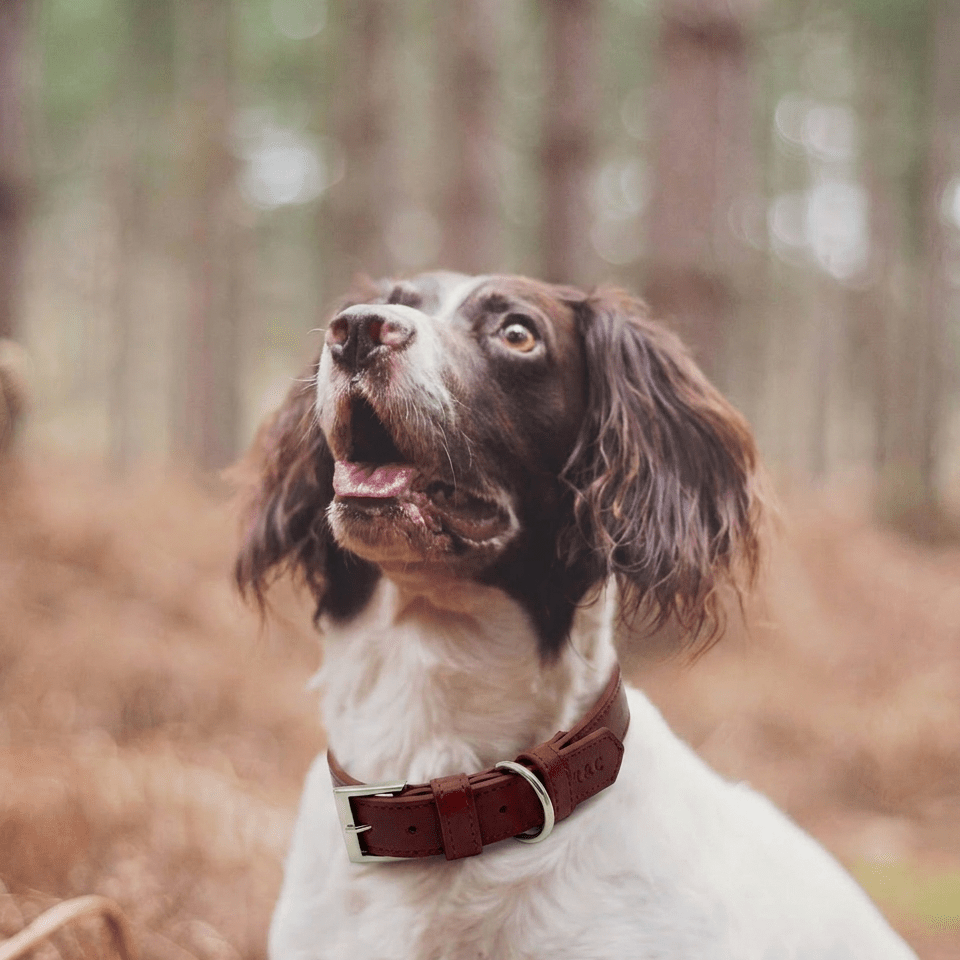 Rich oxblood red dog collar by Ralph & Co with a sophisticated leather-look finish