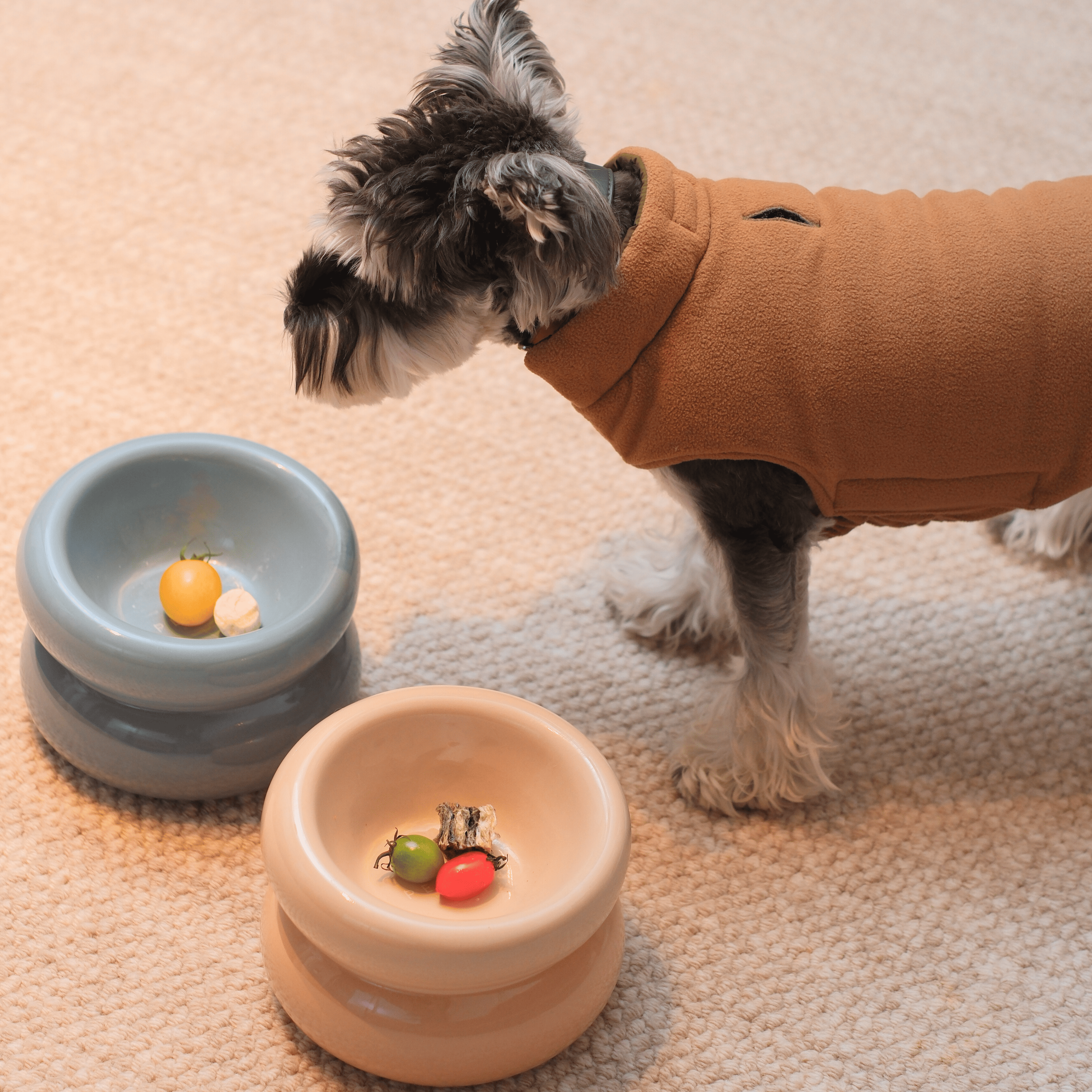 Small dog wearing a brown coat standing next to two ceramic bowls on a carpeted floor.