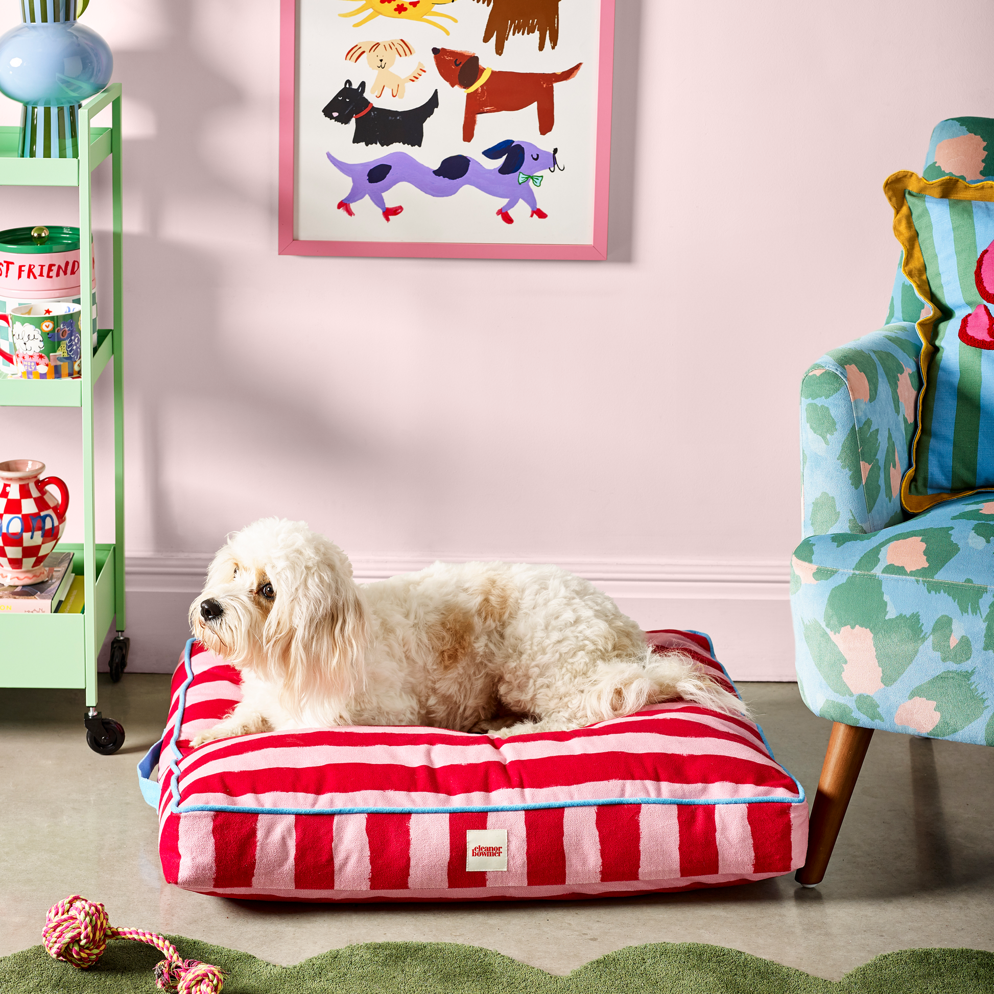 Dog sitting on a red and white striped pet bed in a room with a colorful chair and shelves.