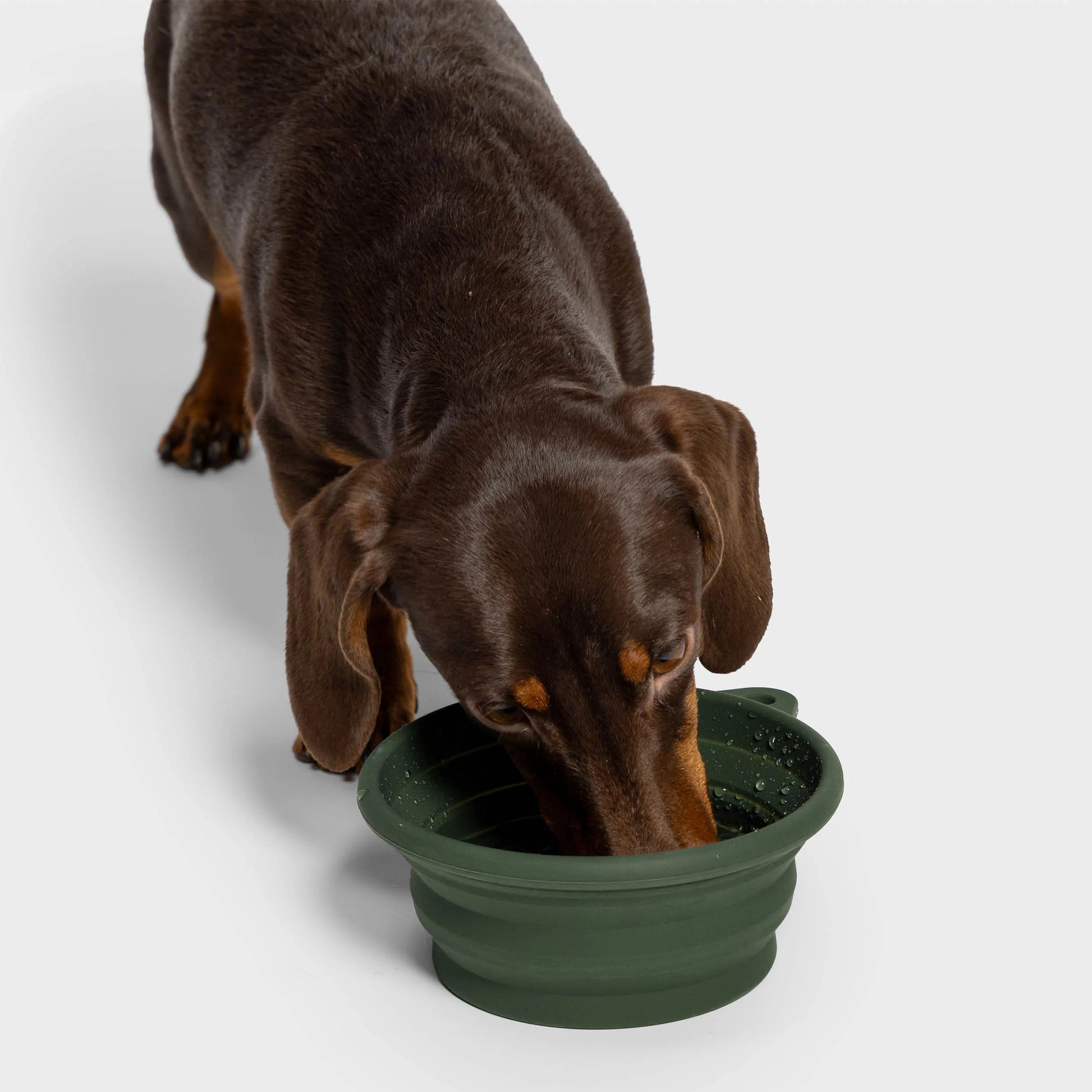 Cloud7 travel bowl with foldable silicone design and 700ml capacity for dogs on the go.