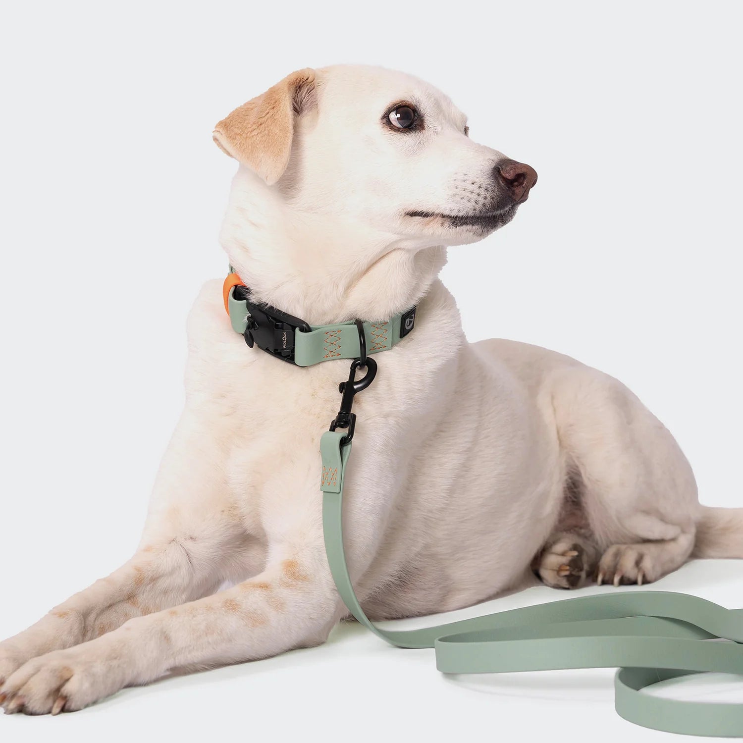 Dog wearing a green collar and leash on a white background