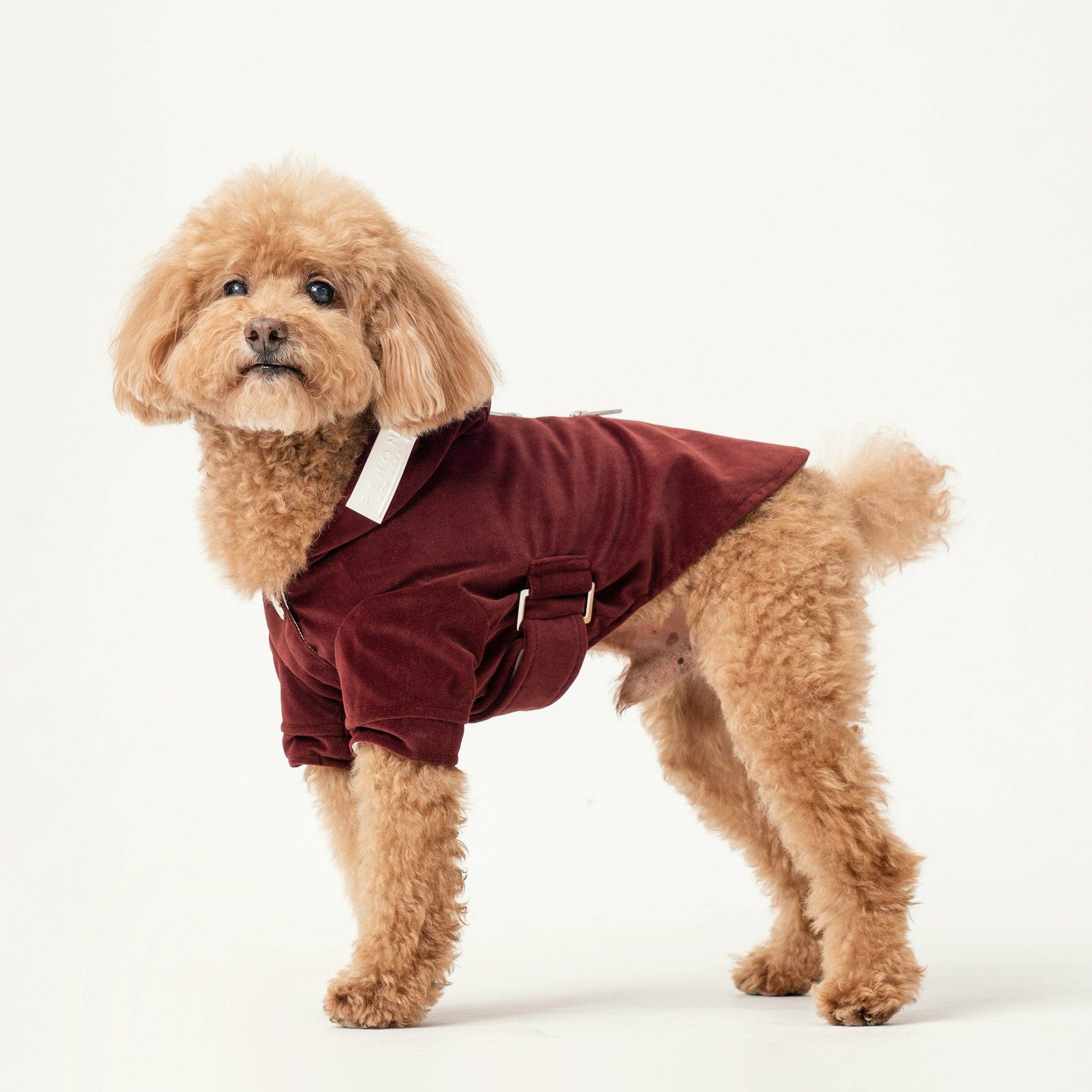 Small dog wearing a maroon fleece coat on a white background