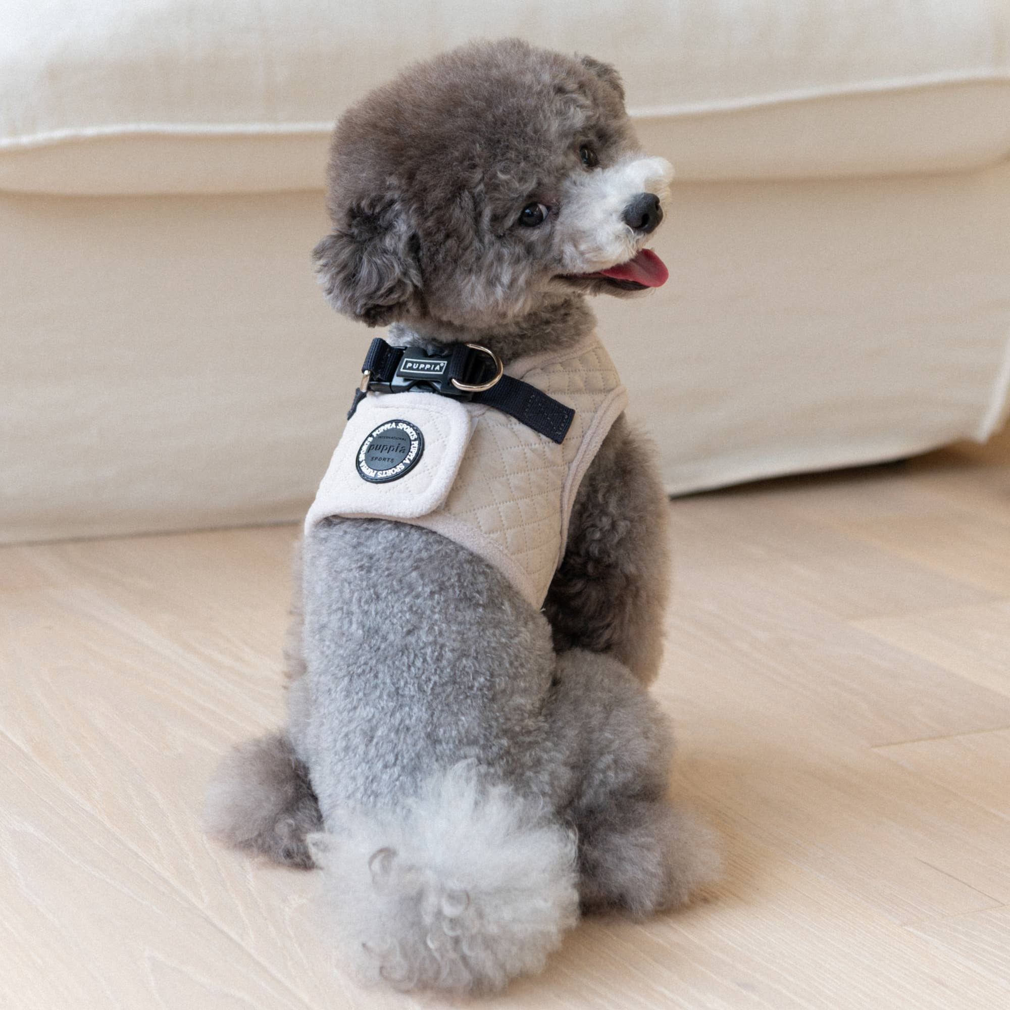 Small dog wearing a harness with a patch on a light wooden floor.