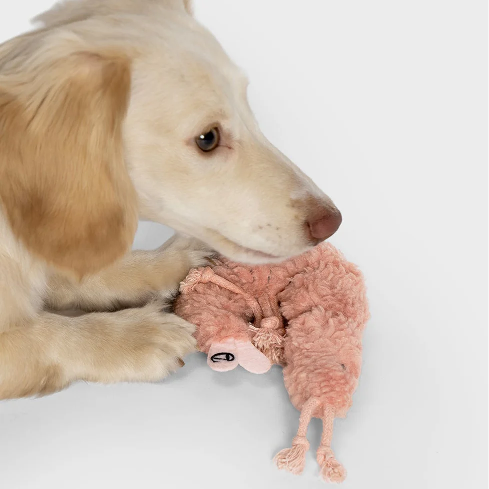 Dog playing with a pink plush toy on a white background