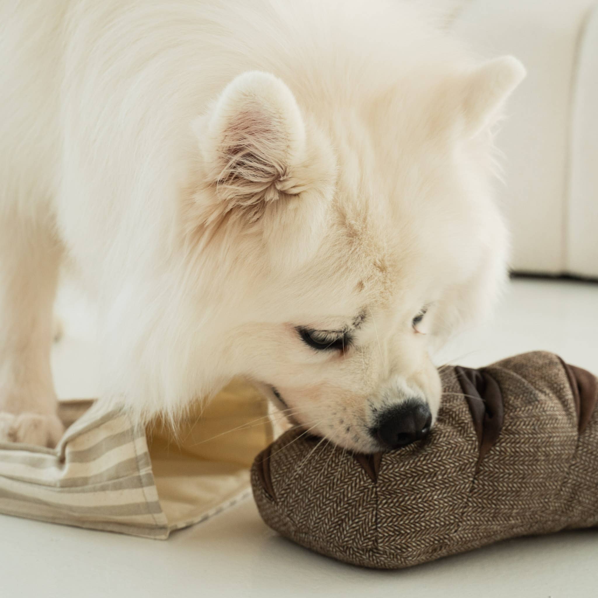 White dog playing with a brown fabric toy on a light-colored surface.