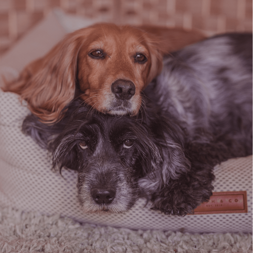 Ralph & Co Chatsworth dog bed in sophisticated beige knitted upholstery fabric