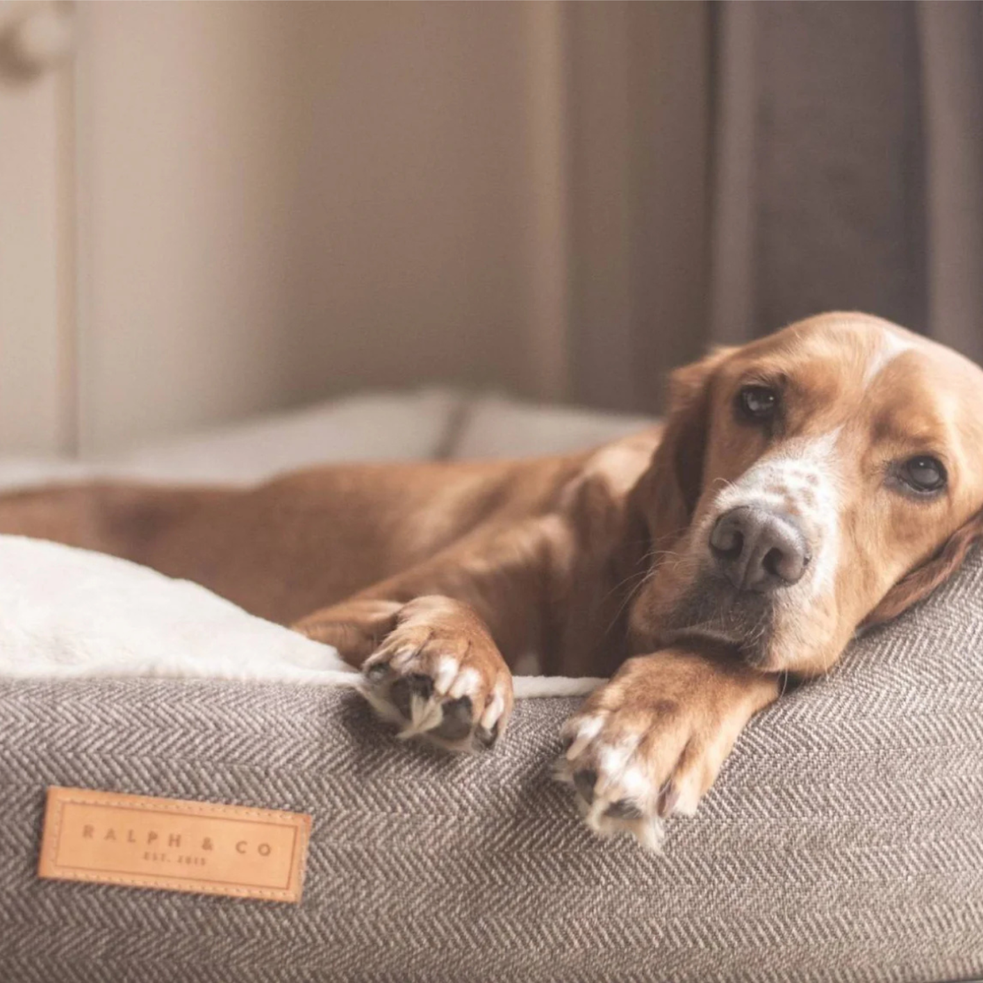Dog lying on a gray pet bed with a visible brand label, bell & beau dog 