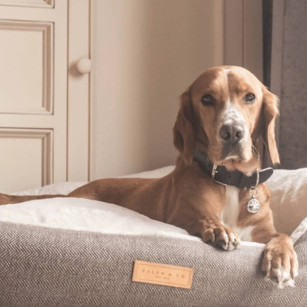 Dog lying on a cushion with a visible brand label in a home setting bell & beau 