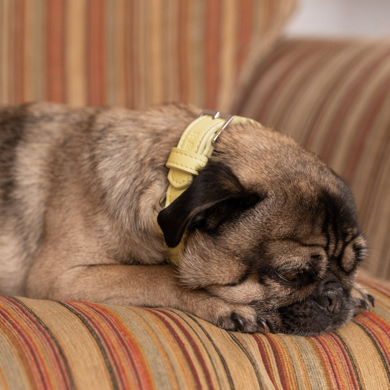 Close-up detail of the Ralph & Co Yellow eco leather dog collar