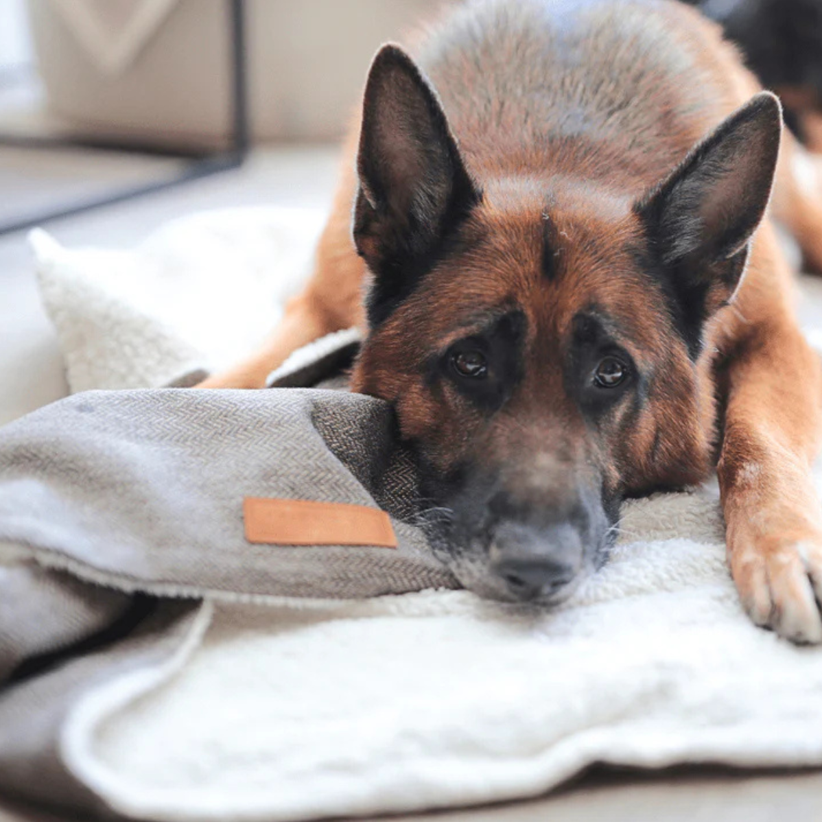 German Shepherd dog lying on a blanket with a toy in a cozy indoor setting