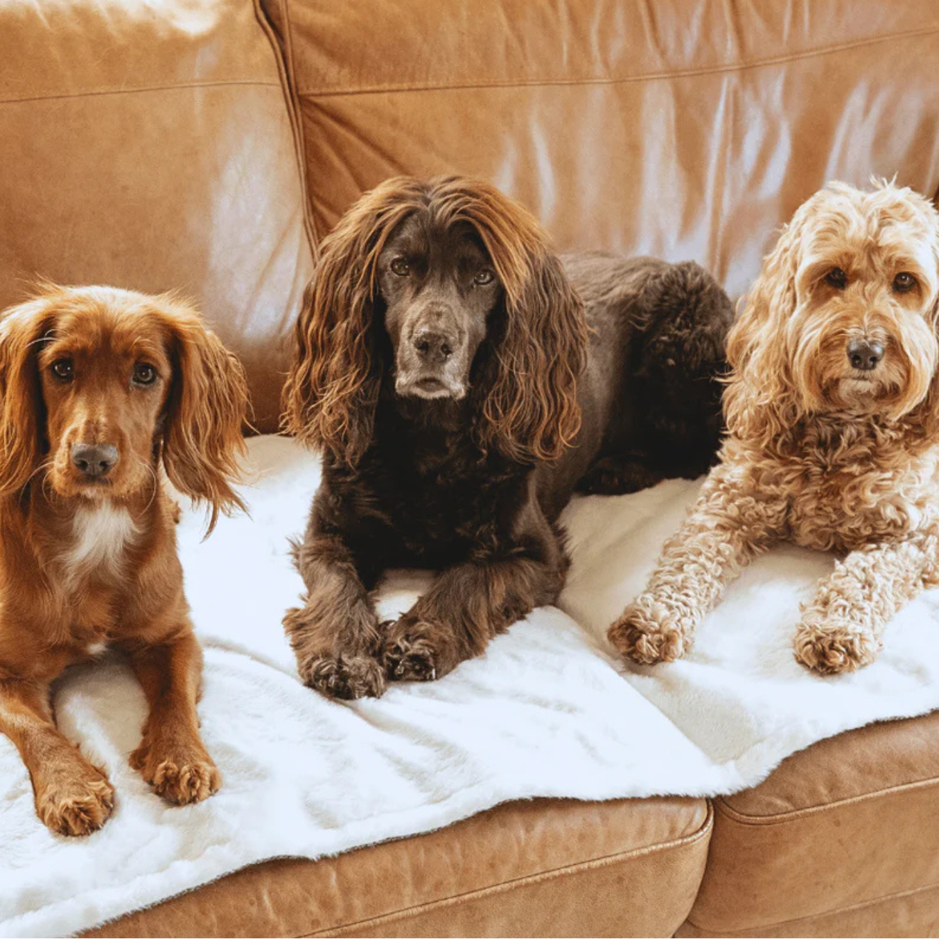 Three dogs sitting on a brown couch with a white blanket
