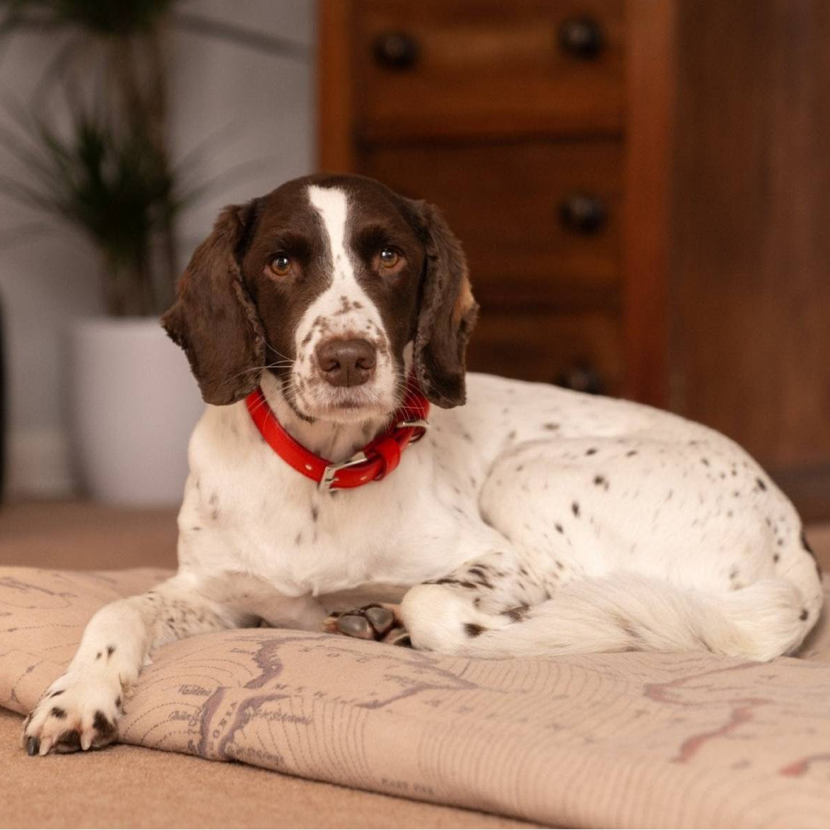 Classic red eco leather dog collar by Ralph & Co for stylish everyday walks