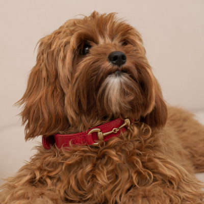 Luxury red equestrian-inspired dog collar by Aristopet.