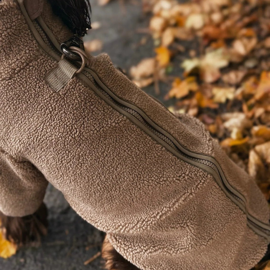 Dog wearing a brown fleece coat standing on a wet pavement with autumn leaves.