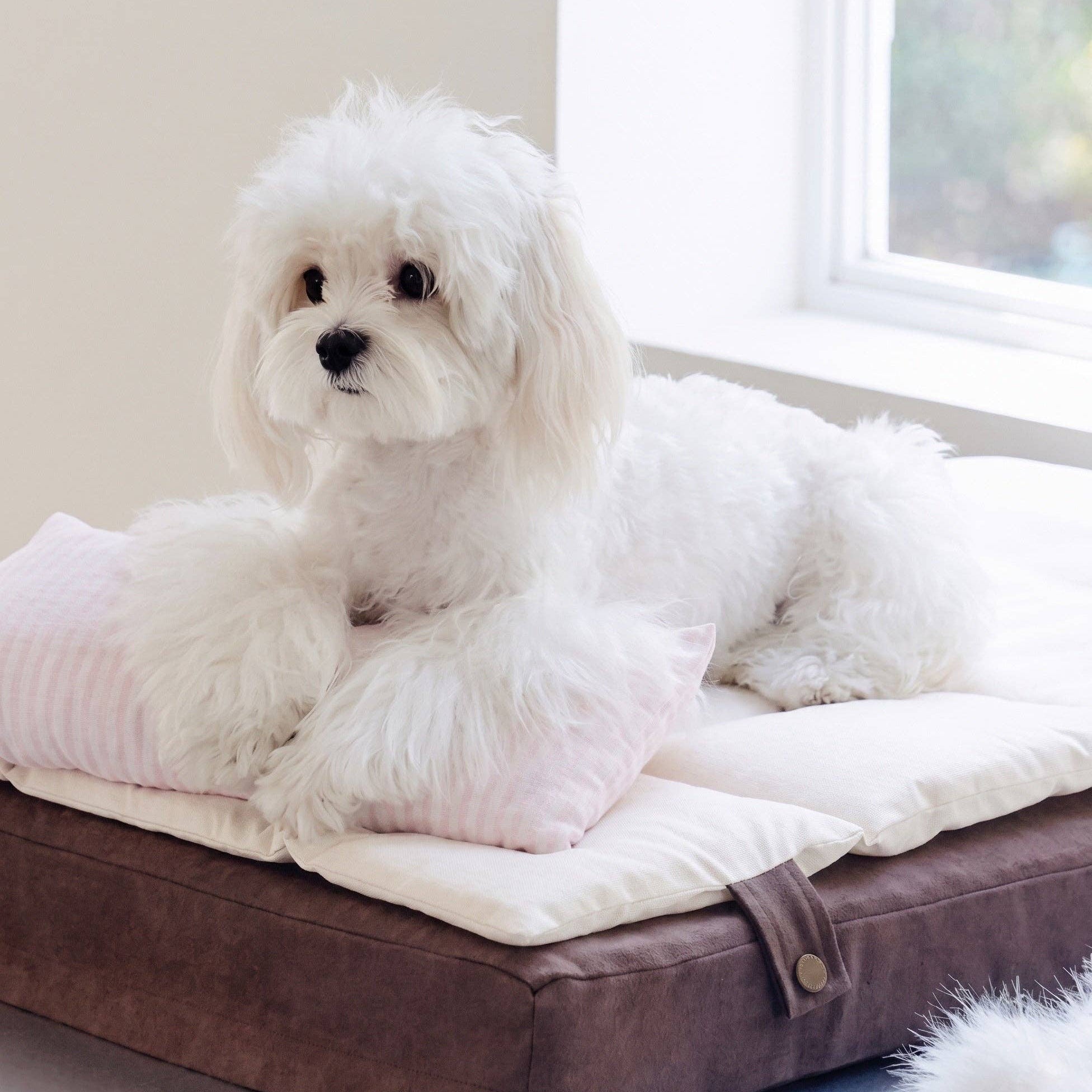 Contemporary Siesta Brownie dog bed with quilted cushion and coordinating striped pillow.