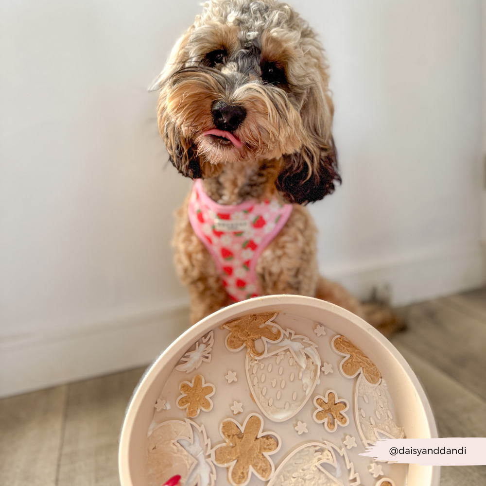 BPA-free silicone slow feeder dog bowl with suction non-slip base.