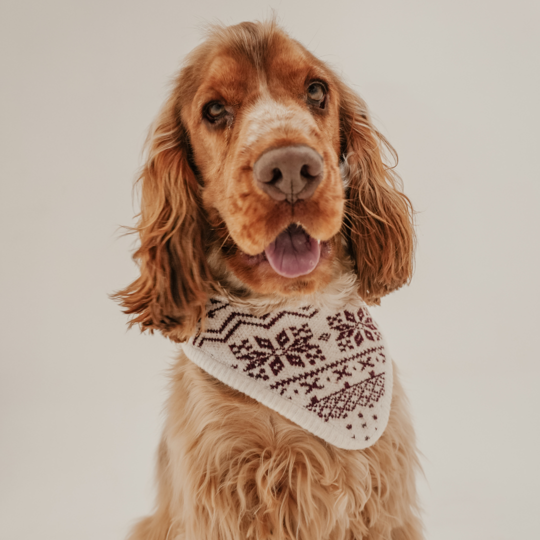 Snowberry Après Ski knitted dog bandana by By Teddy