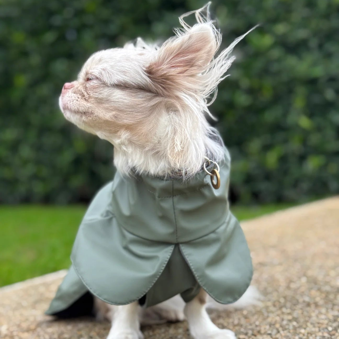 Small dog wearing a green raincoat standing on a gravel path with a blurred green bush background