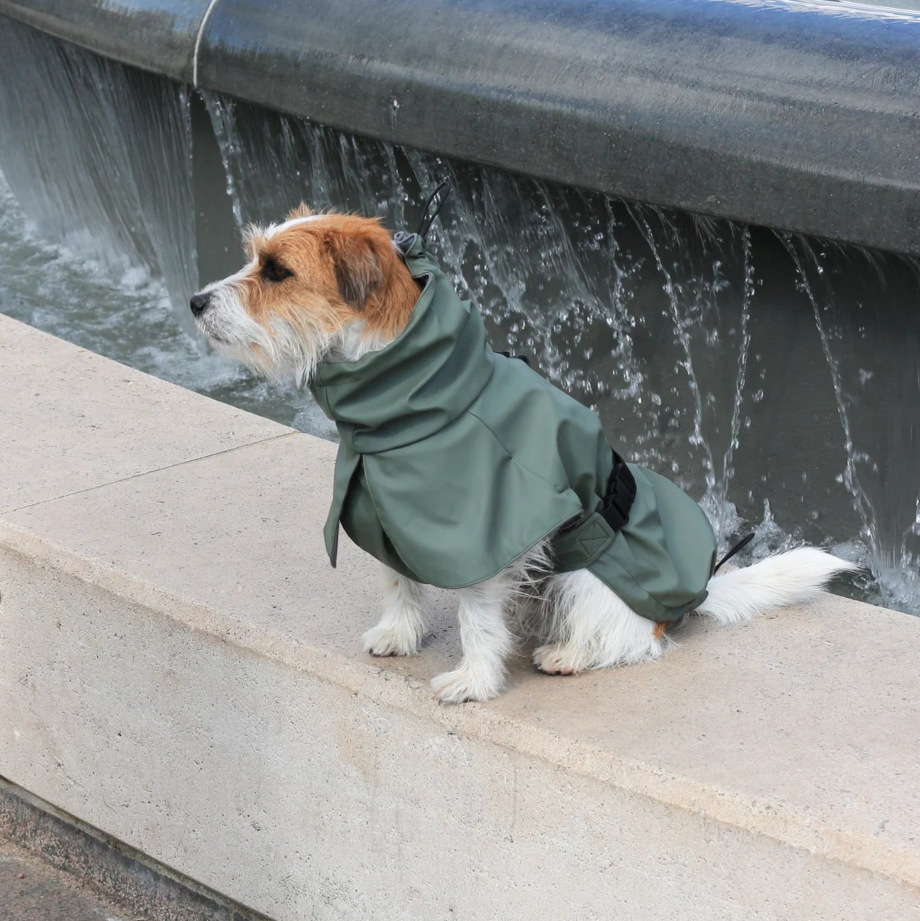 Dog wearing a green raincoat standing on steps near a water fountain.