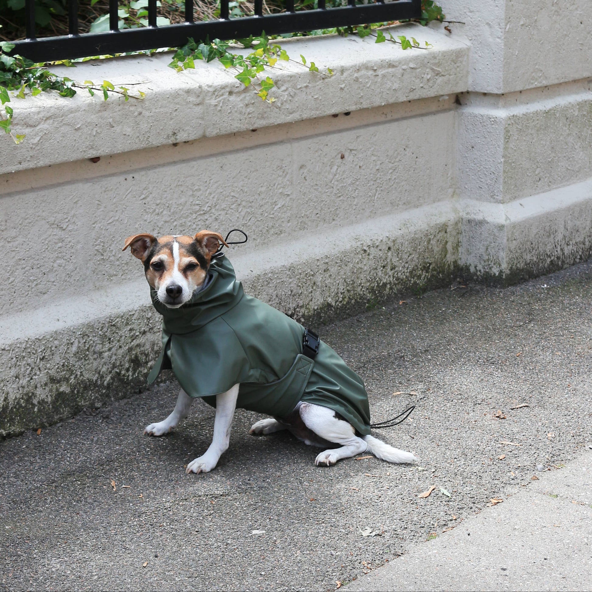 Dog wearing the Tadazhi Raincoat Green during a rainy outdoor walk