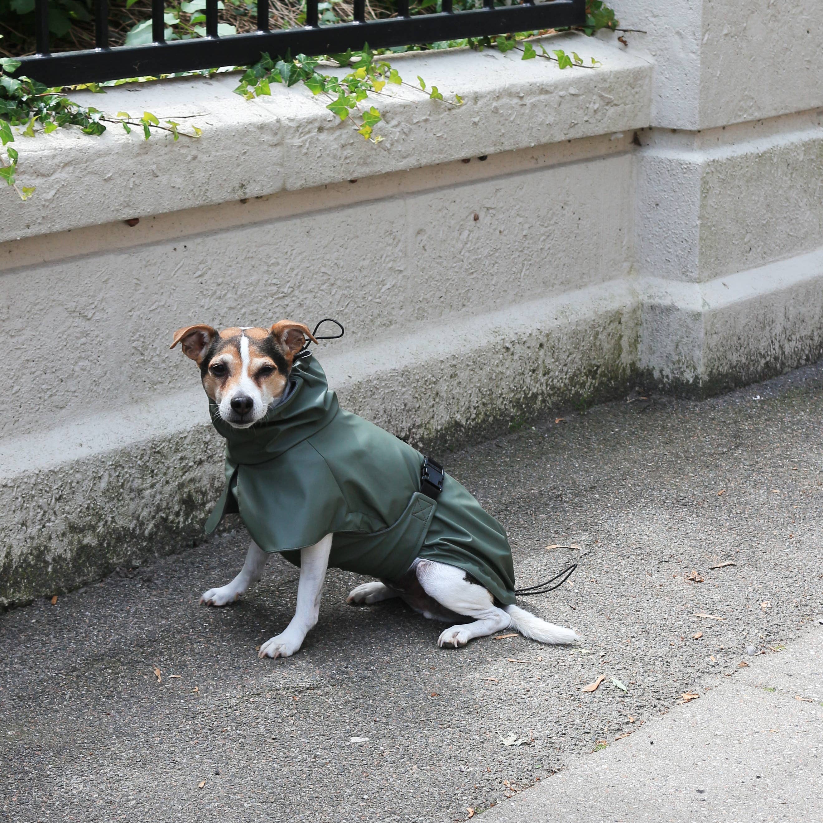 Dog wearing the Tadazhi Raincoat Green during a rainy outdoor walk