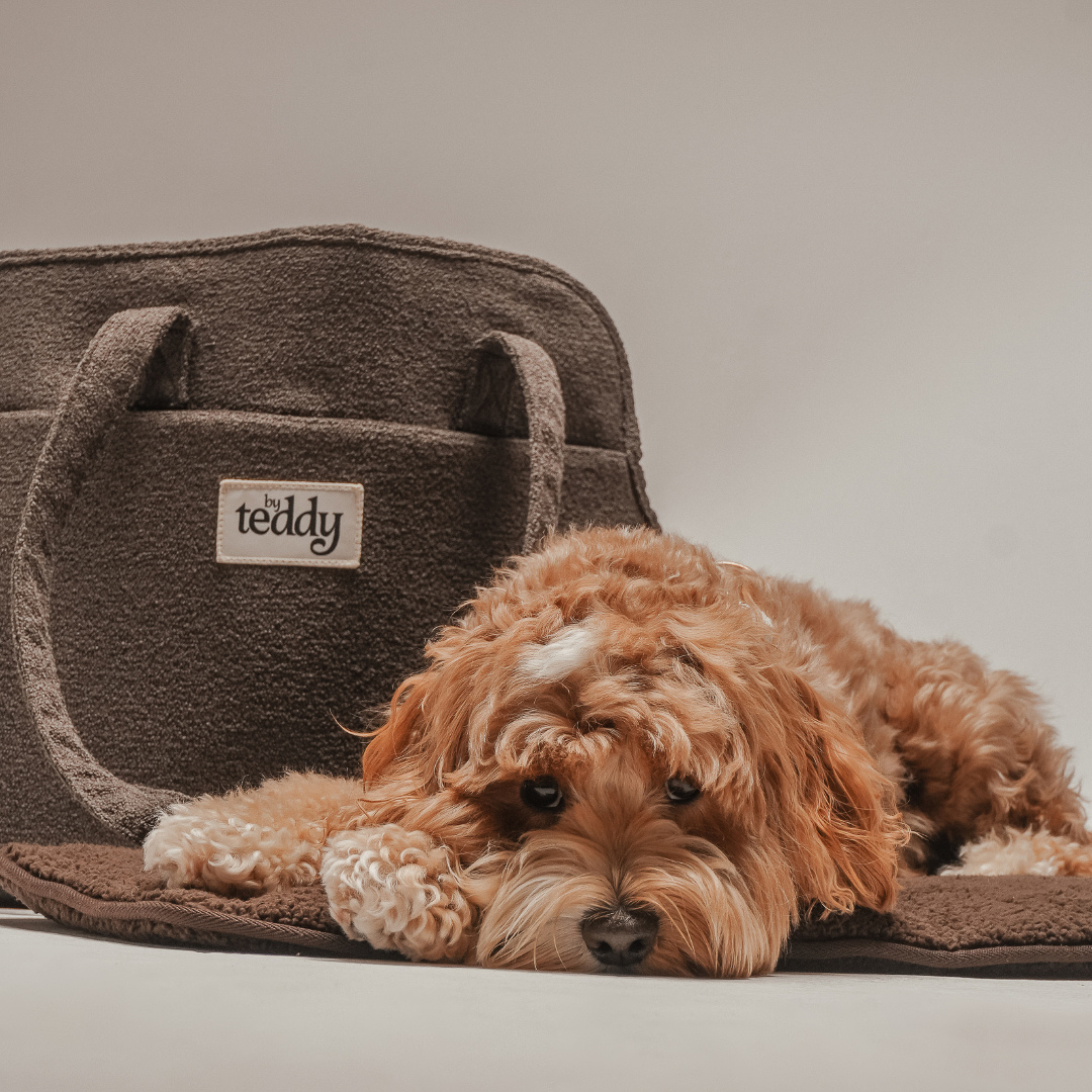 Dog lying on a brown towel next to a brown bag with 'teddy' branding.