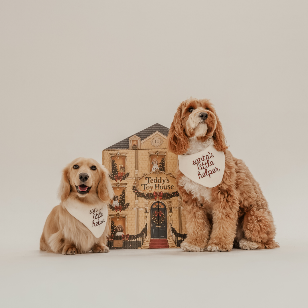 Teddy's Toy House dog advent calendar by By Teddy