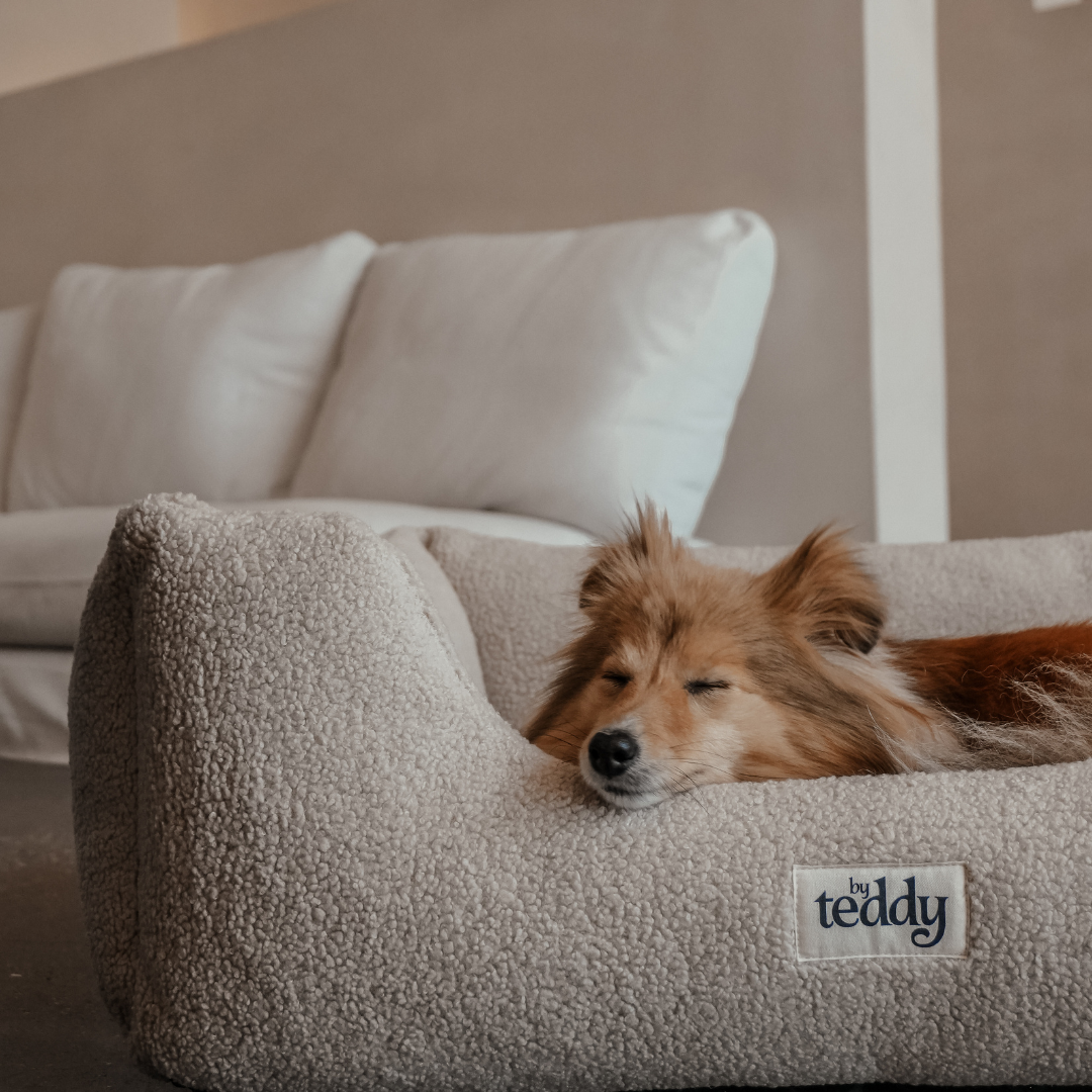 dog asleep in bed 