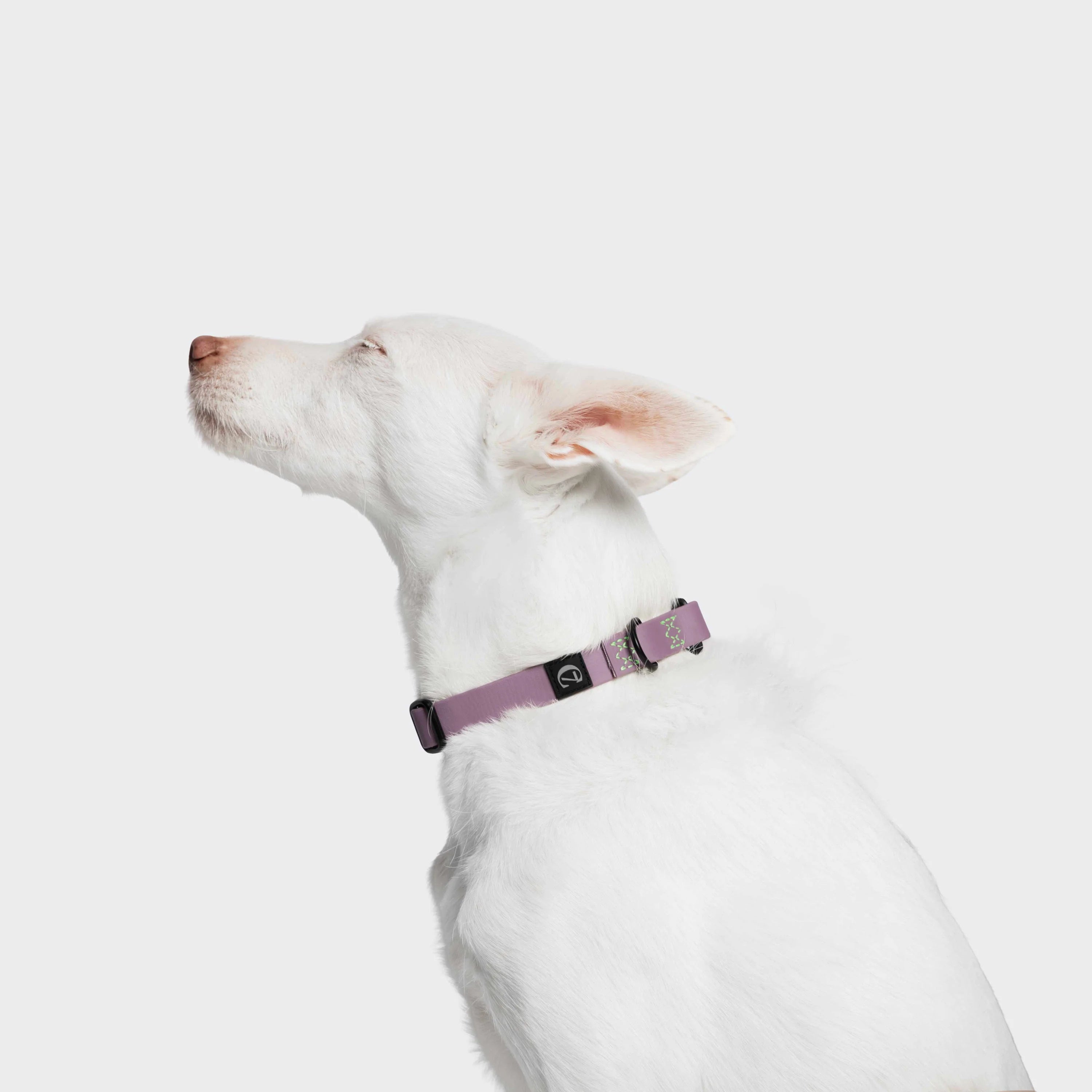 Cloud7 Ipanema dog collar in lilac and neon green designed for swimming and outdoor adventures.