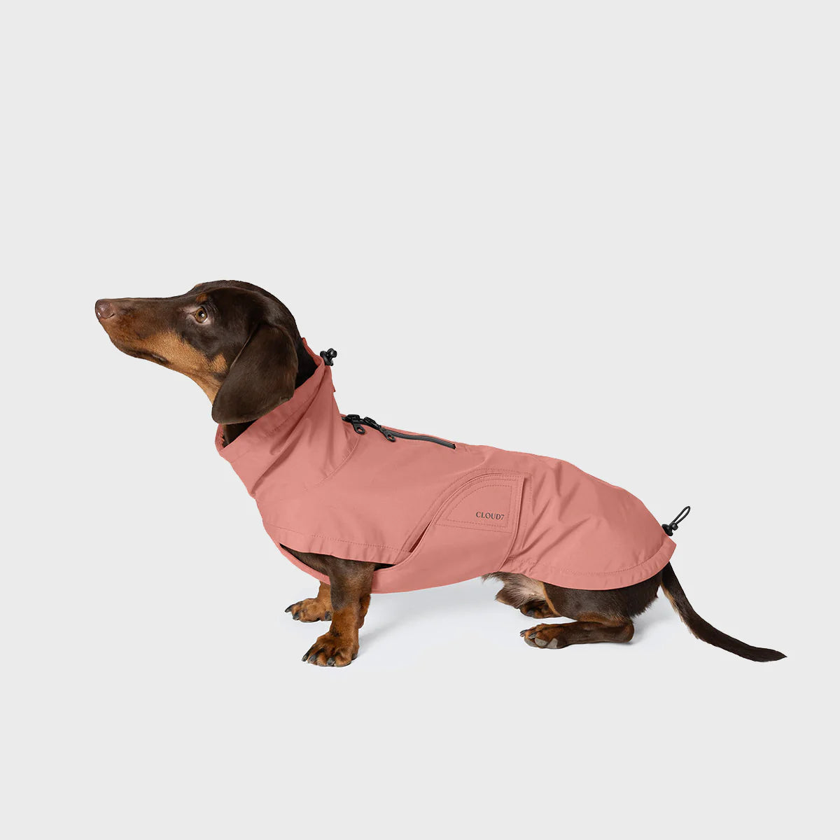 Dog wearing a pink coat on a light gray background