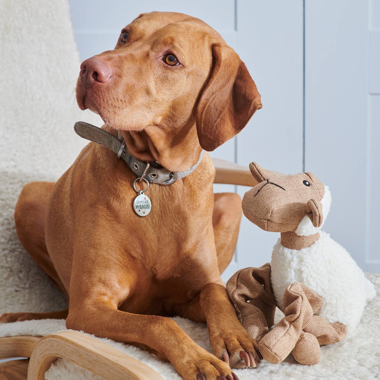 Dog playing with Sweet William Woolliam the Lamb dog toy
